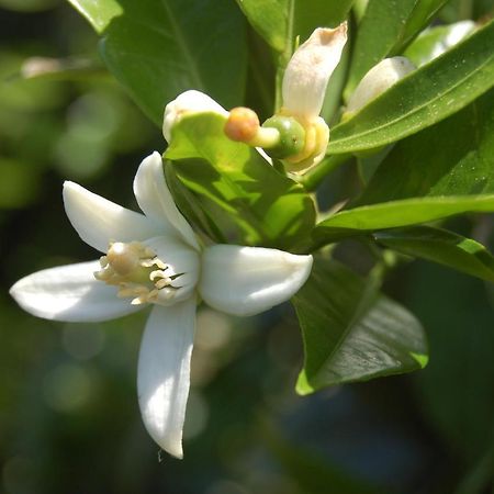 Il Giardino Del Sole Villa Agnone Bagni Ngoại thất bức ảnh