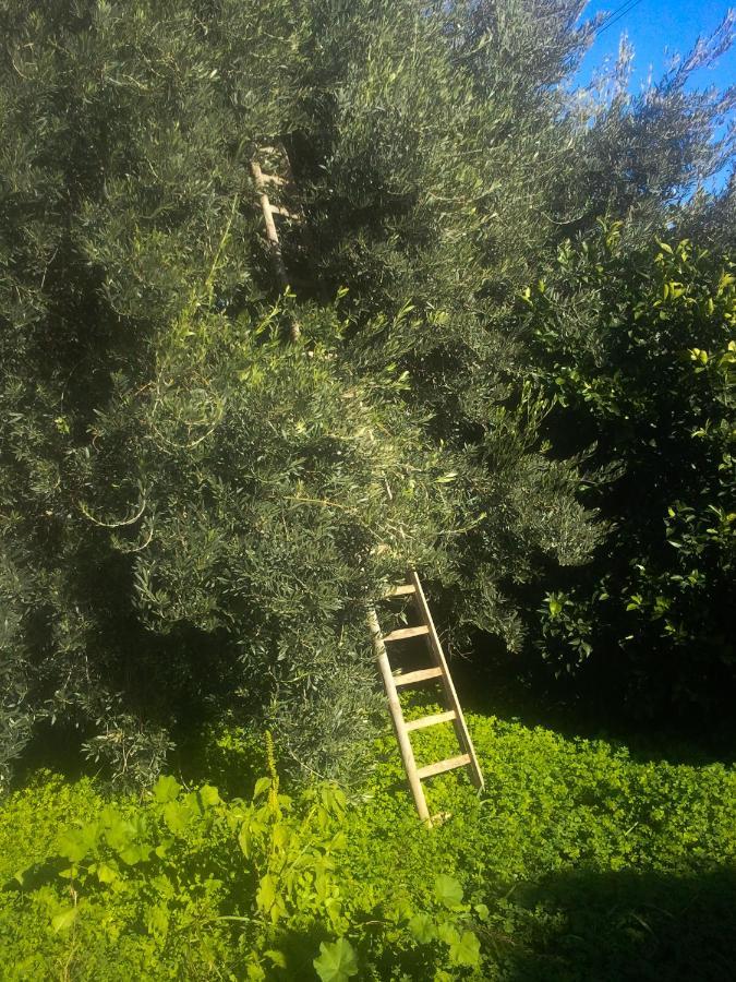 Il Giardino Del Sole Villa Agnone Bagni Ngoại thất bức ảnh