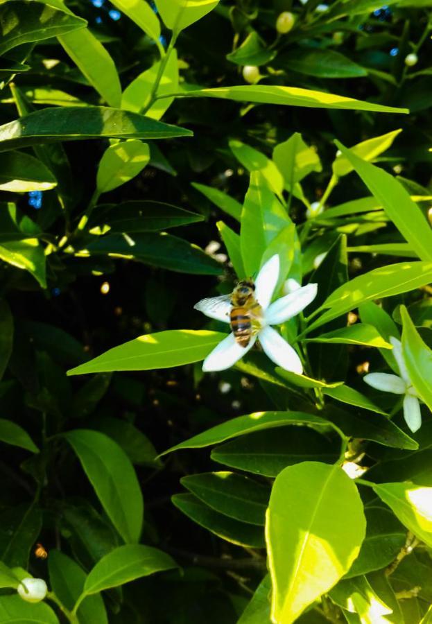 Il Giardino Del Sole Villa Agnone Bagni Ngoại thất bức ảnh