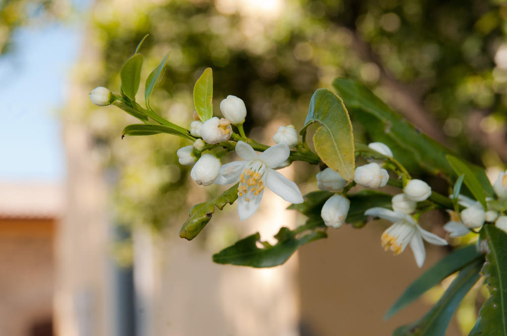 Il Giardino Del Sole Villa Agnone Bagni Ngoại thất bức ảnh